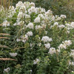 Phlox paniculata Fujiyama - Vlambloem