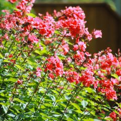 Phlox paniculata Orange Perfection - Vlambloem