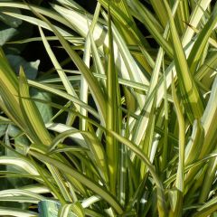 Phormium Cream Delight - Nieuw-Zeelands vlas