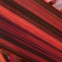 Phormium Margaret Jones - Nieuw-Zeelands vlas
