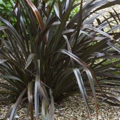 Phormium cookianum Black Adder - Nieuw-Zeelands vlas