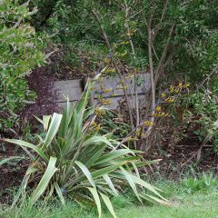 Phormium Tricolor - Nieuw-Zeelands vlas