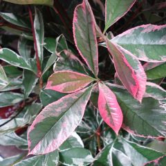 Photinia fraseri Pink Marble - Glansmispel