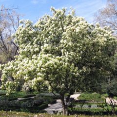 Photinia serratifolia - Glansmispel
