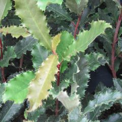 Photinia serratifolia Crunchy - Glansmispel