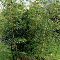 Phyllostachys bambusoides Castilloni Inversa - Reuzenbamboe