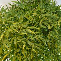 Phyllostachys nigra Boryana - Zwarte bamboe