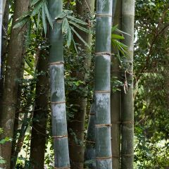 Phyllostachys nigra Henonis - Zwarte bamboe