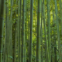 Phyllostachys vivax MacClure - Reuzenbamboe