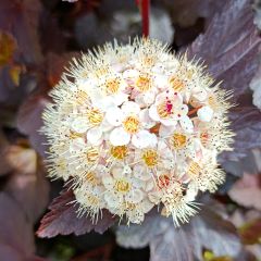 Physocarpus opulifolius Diabolo - Blaasspirea