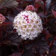 Physocarpus opulifolius Lady in Red - Blaasspirea