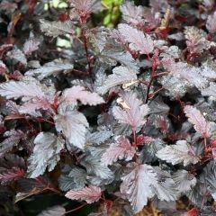 Physocarpus opulifolius All Black - Blaasspirea