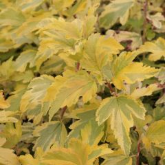 Physocarpus opulifolius Anny's Gold - Blaasspirea