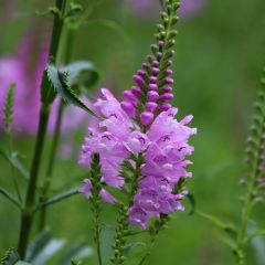 Physostegia virginiana Bouquet Roze - Scharnierbloem