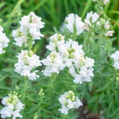 Physostegia virginiana Summer Snow - Scharnierbloem