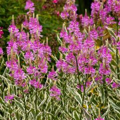 Physostegia virginiana Variegata - Scharnierbloem
