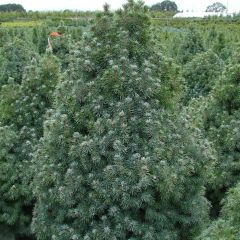 Picea glauca Sanders Blue - Witte spar