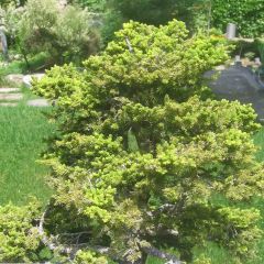 Picea jezoensis var. hondoensis - Jezospar