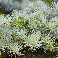 Picea abies Eagle Point - Fijnspar