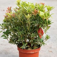 Pieris japonica Carnaval - Japanse rotsheide
