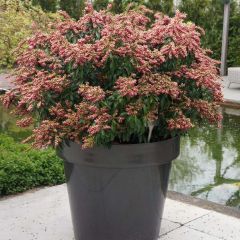 Pieris japonica Passion - Japanse rotsheide