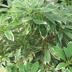 Pieris japonica Ralto Roze - Japanse rotsheide