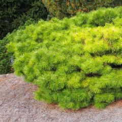 Pinus densiflora Jane Kluis - Japanse rode den