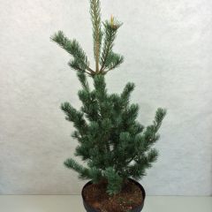 Pinus parviflora Azumi Goye - Japanse witte den