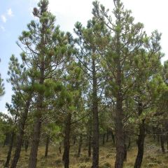 Pinus pinaster - Zeeden