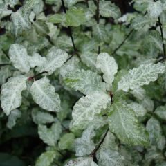 Pittosporum tenuifolium Irene Patterson - Australische laurier