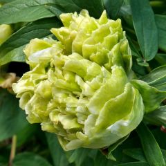 Paeonia suffruticosa 10 Lu Mu Ying Yu - Boompioen