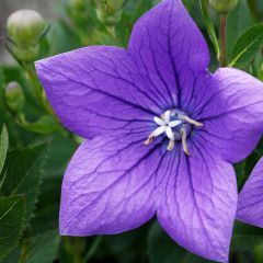 Platycodon grandiflorus Mariesii - Ballonklokje