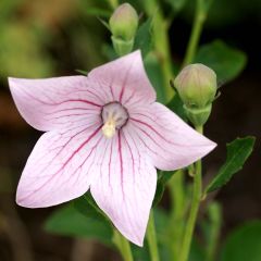 Platycodon grandiflorus Perlmutterschale - Ballonklokje