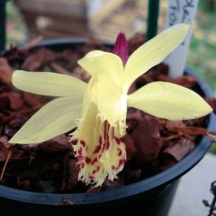 Pleione forrestii - Aardorchidee