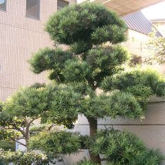 Podocarpus macrophyllus - Japanse boeddahden