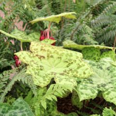 Podophyllum Spotty Dotty - Voetblad
