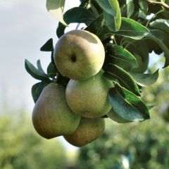 Perenboom Beurre Hardy