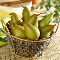 Perenboom Delbard Gourmande Georges Delbard