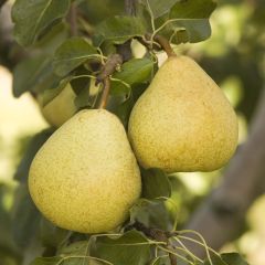 Perenboom Delbardélice Georges Delbard
