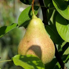 Perenboom Williams' Bon Chrétien
