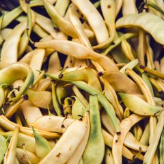 Peulerwt Golden Sweet
