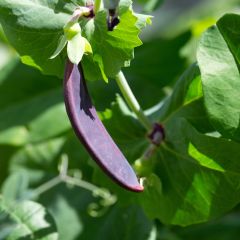 Peul Shiraz