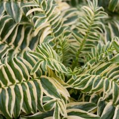 Polemonium caeruleum Brise d'Anjou - Jakobsladder