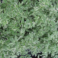 Polemonium reptans Touch of Class - Griekse valeriaan