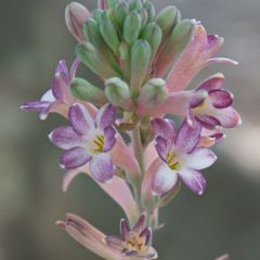 Polianthes tuberosa Sensation - Tuberoos