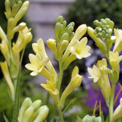 Polianthes tuberosa Yellow Baby - Tuberoos
