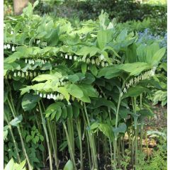 Polygonatum Weihenstephan - Tuinsalomonszegel
