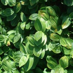 Polygonatum humile - Salomonszegel