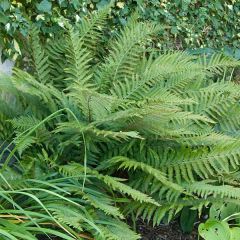 Polystichum polyblepharum - Glansschildvaren
