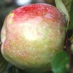 Appelboom Belle de Boskoop